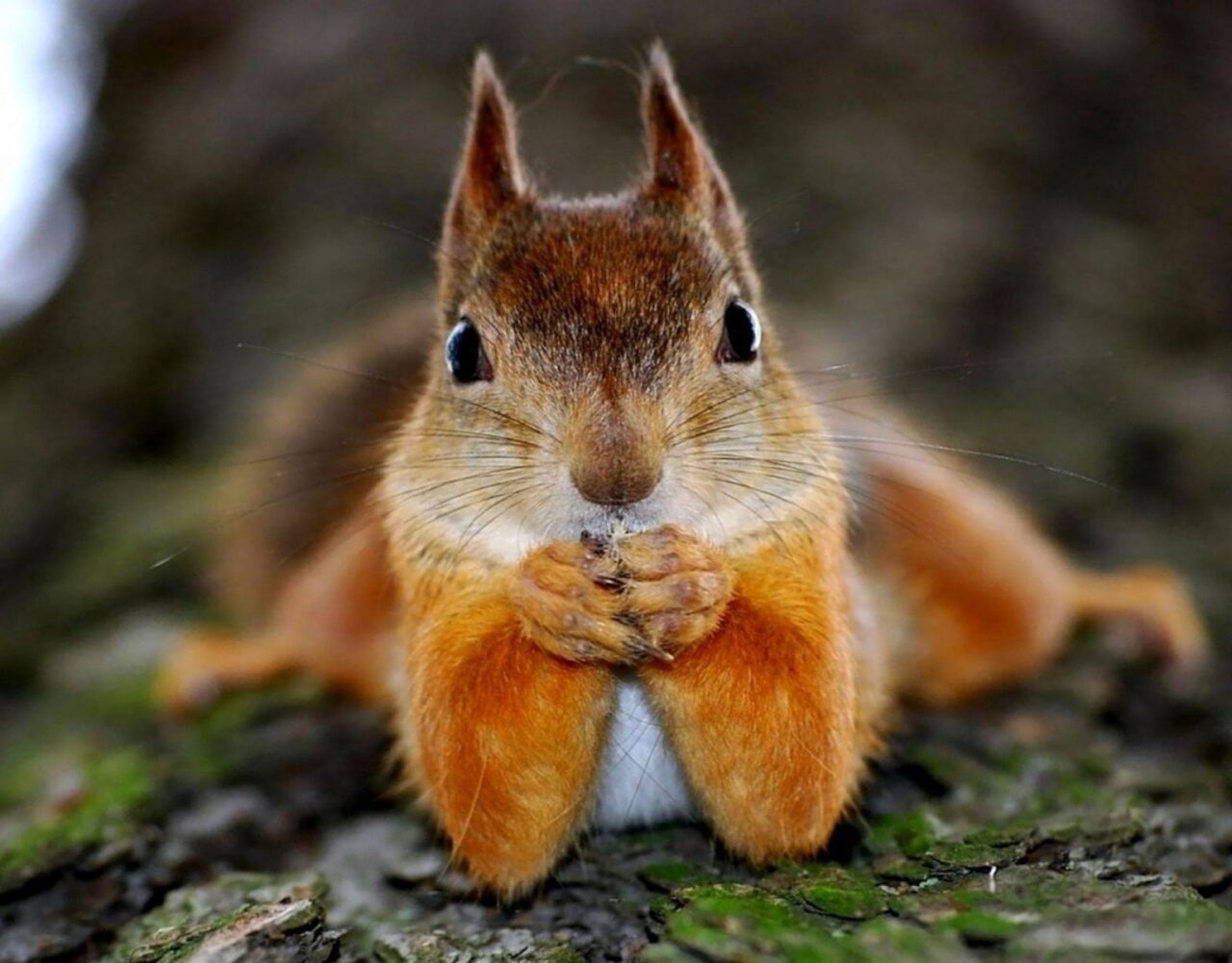 Nuts