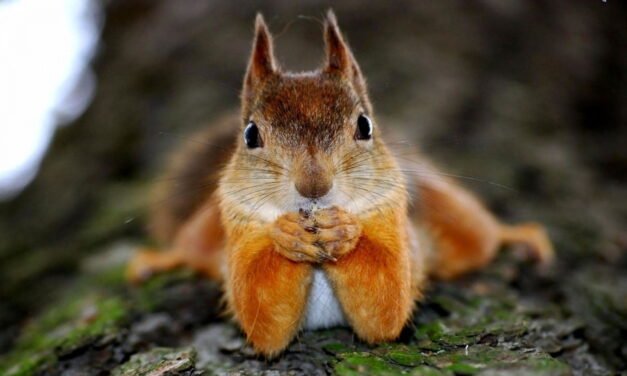 Nuts